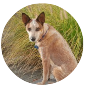 Australian cattle dog,rescue dog