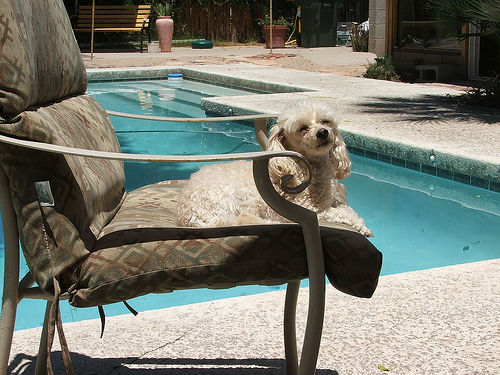 dog by pool