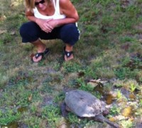 Snapping Turtle and human