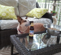 Dog and a Beer